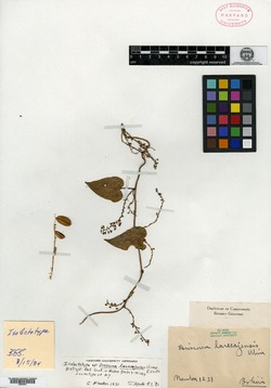 Dioscorea larecajensis image