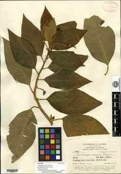 Centropogon fulvus image