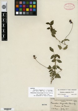 Psoralea oligantha image