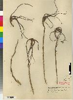 Maxillaria tenuis image