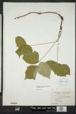 Toxicodendron rydbergii image