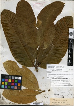 Tabernaemontana macrophylla image