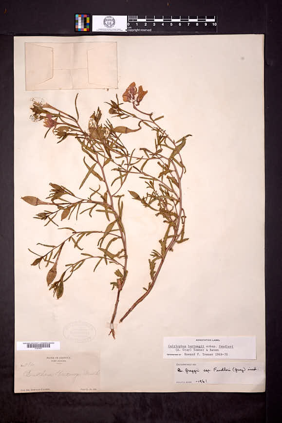 Calylophus hartwegii subsp. fendleri image