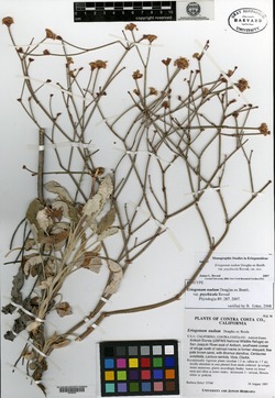 Eriogonum nudum var. psychicola image