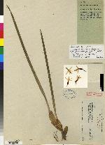 Maxillaria oreocharis image
