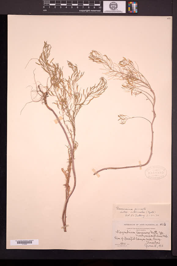 Descurainia pinnata subsp. intermedia image