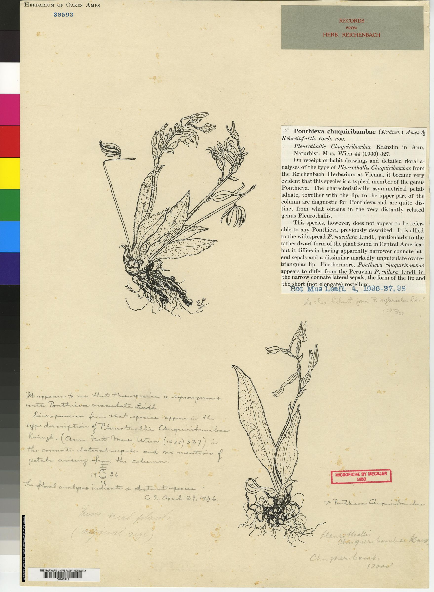 Pleurothallis cordifolia image