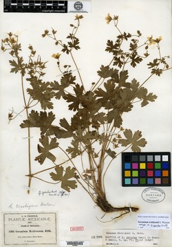 Geranium geoides image