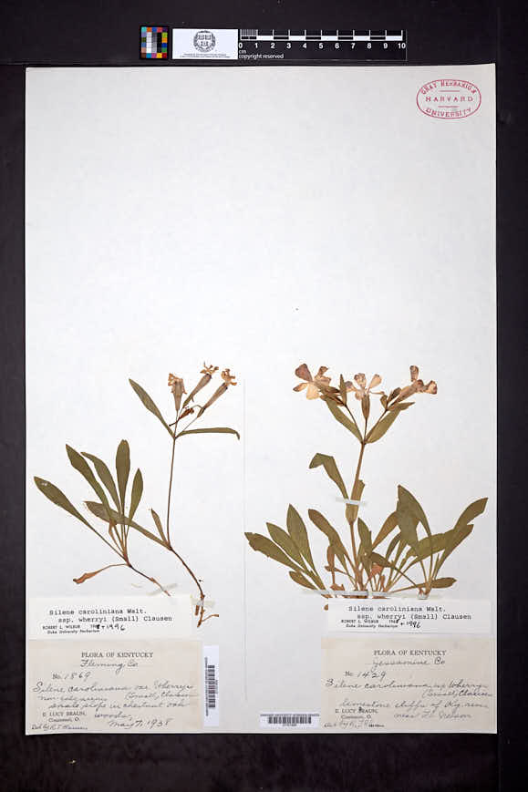 Silene caroliniana subsp. wherryi image