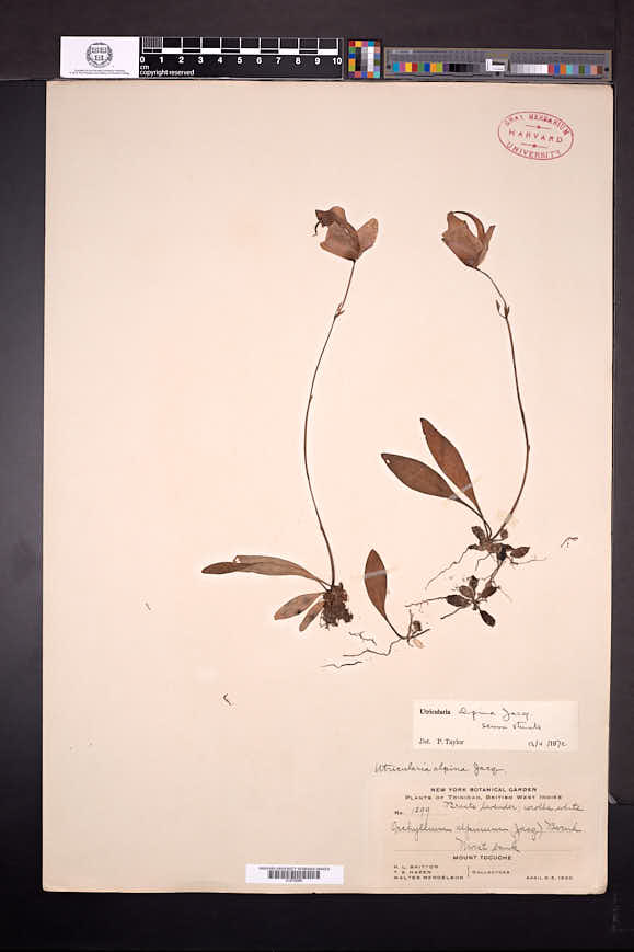 Utricularia alpina image
