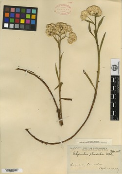 Achyrocline glandulosa image