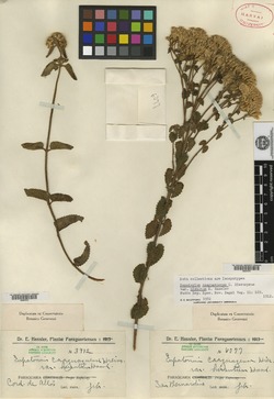 Chromolaena caaguazuensis image