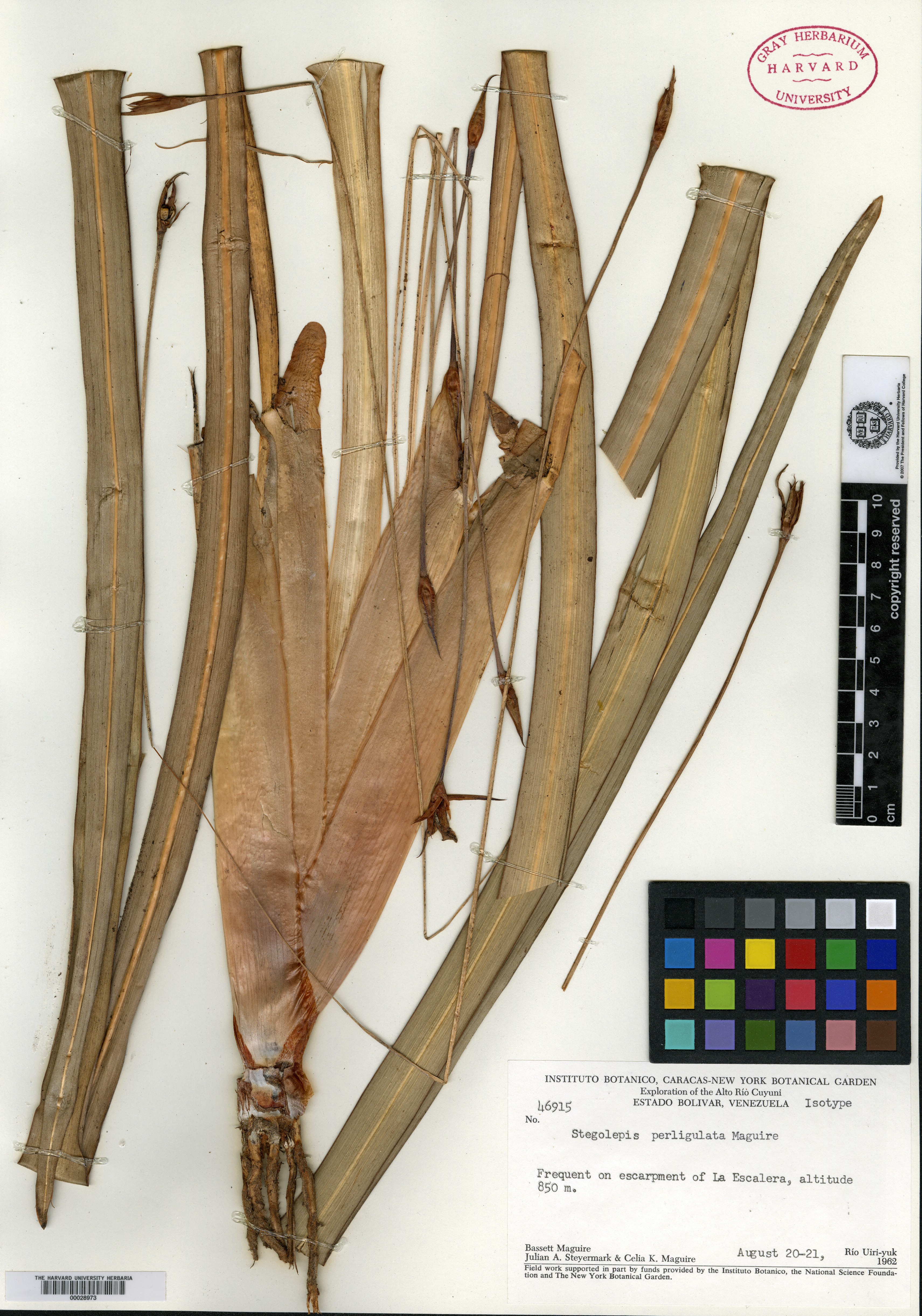 Stegolepis perligulata image