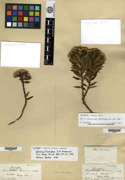Monticalia firmipes image