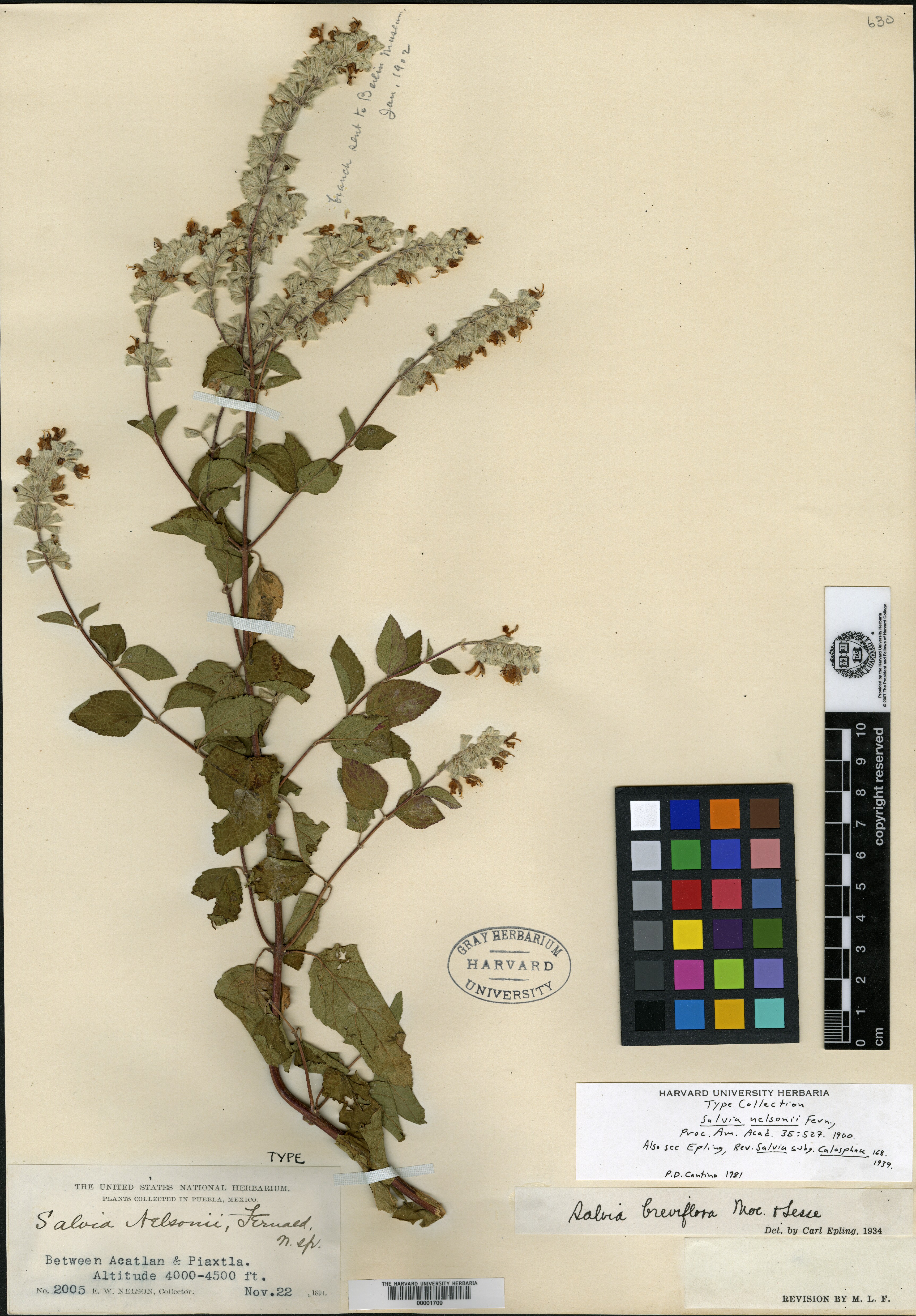 Salvia breviflora image