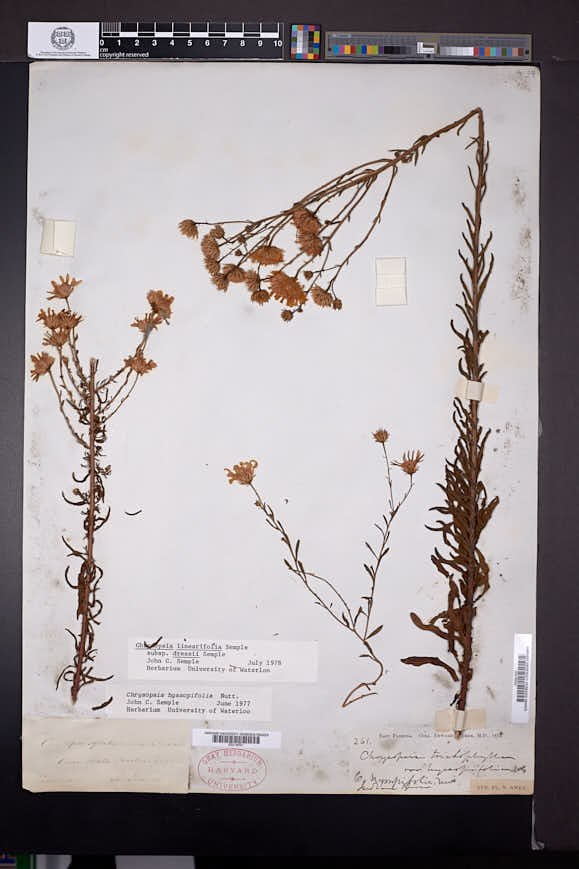 Chrysopsis linearifolia subsp. dressii image