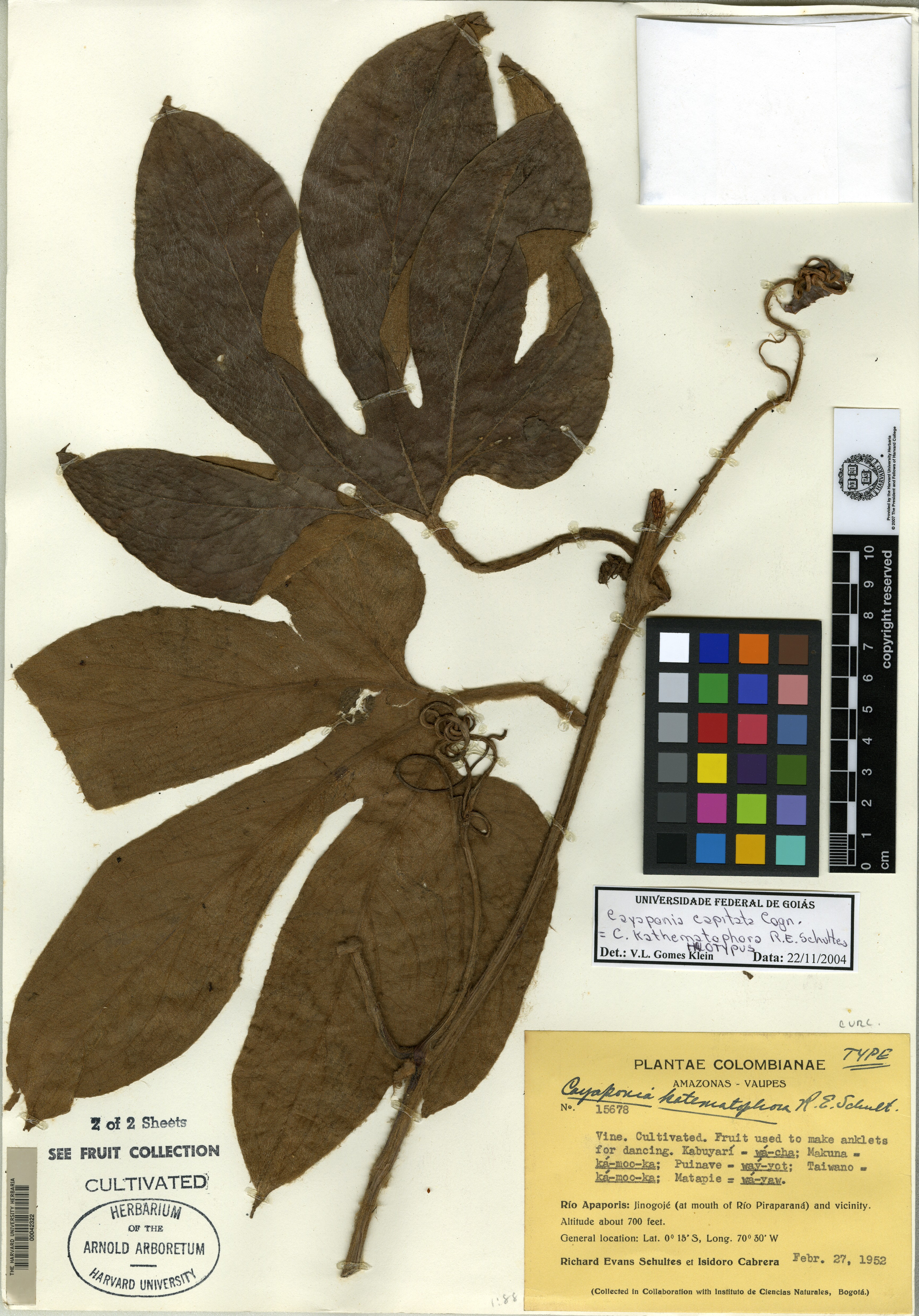 Cayaponia kathematophora image