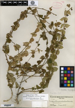Dictyanthus prostratus image