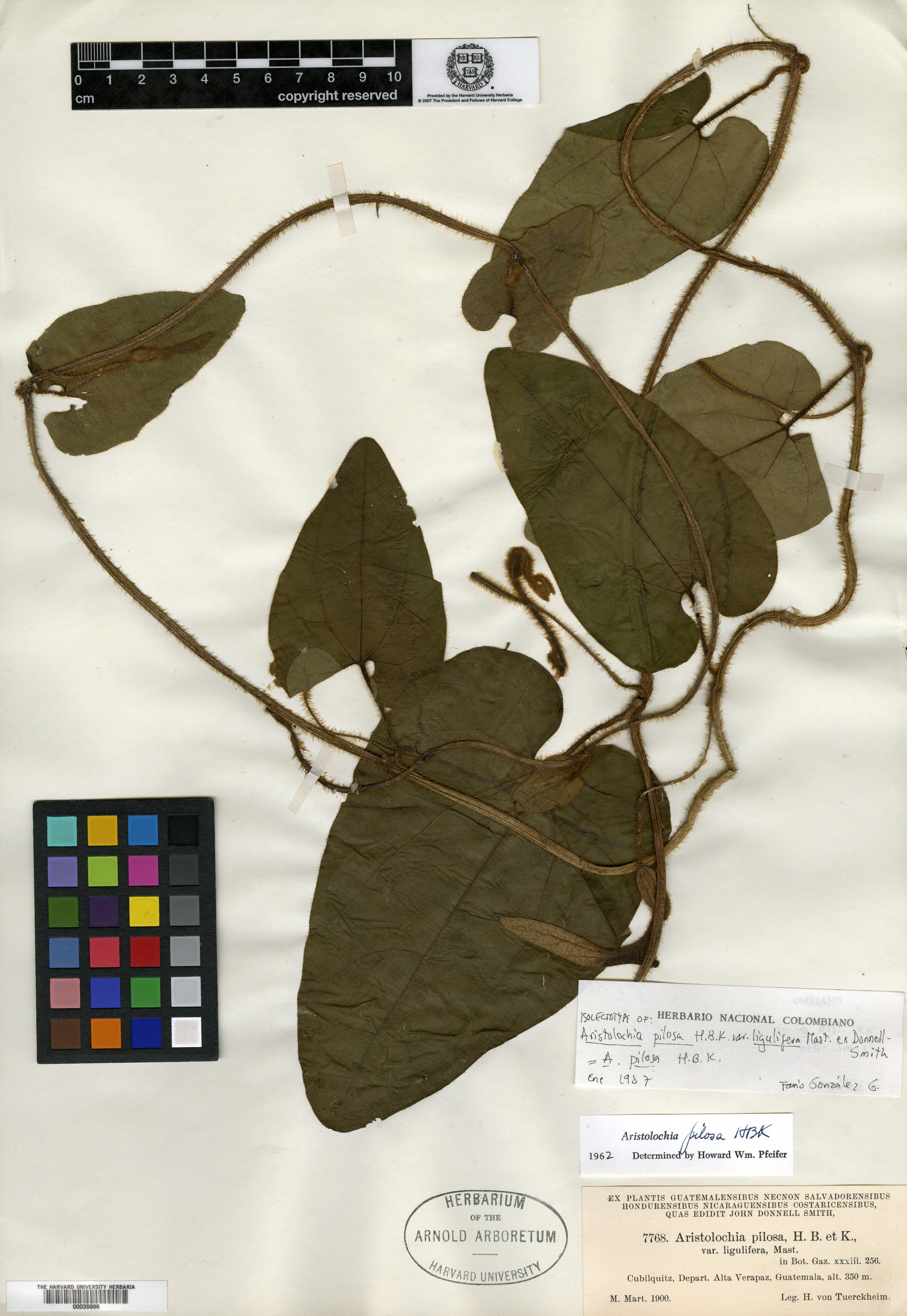 Aristolochia pilosa var. ligulifera image
