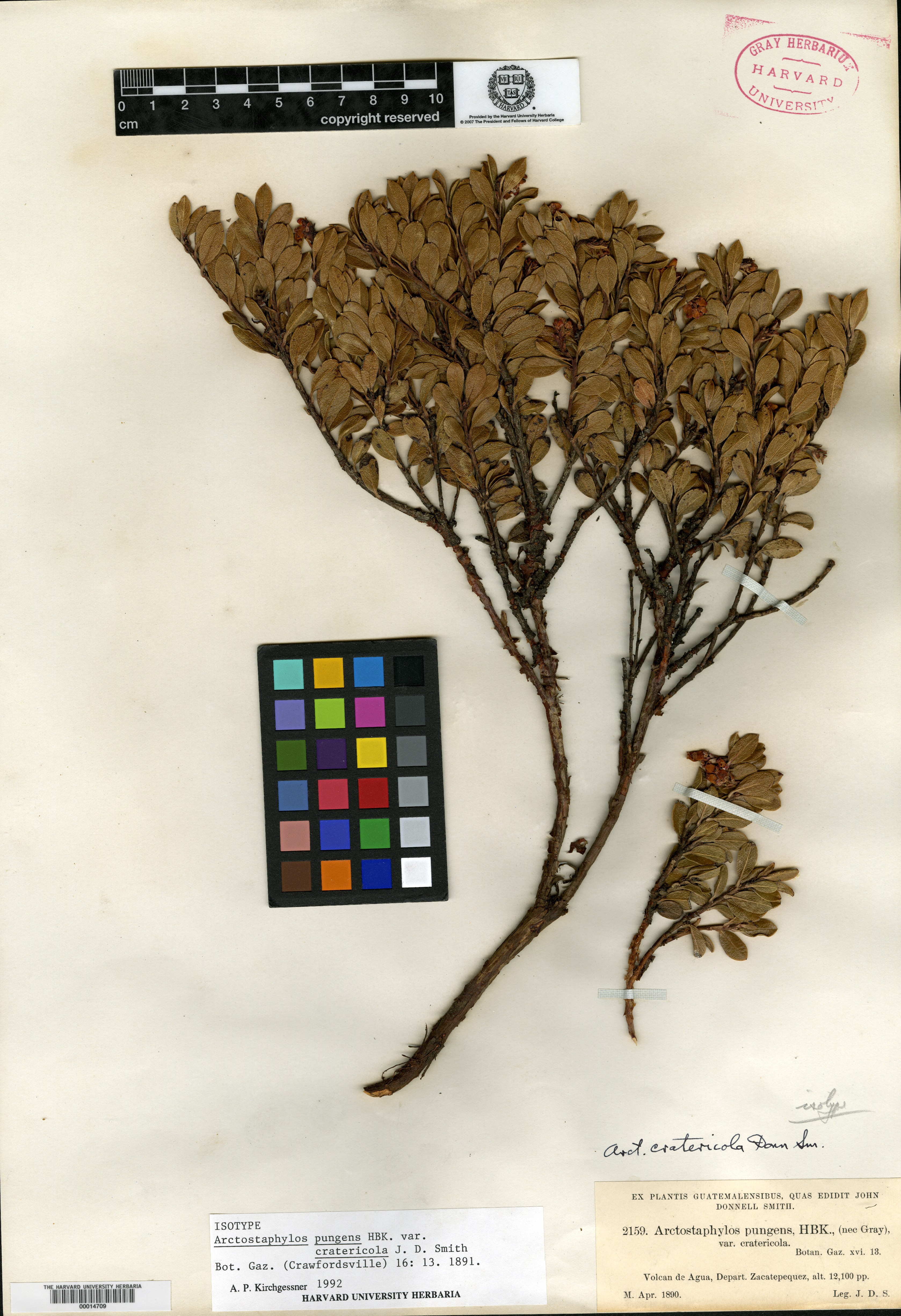 Arctostaphylos uva-ursi subsp. cratericola image