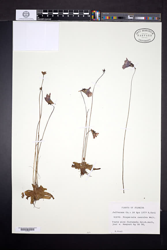 Pinguicula filifolia image