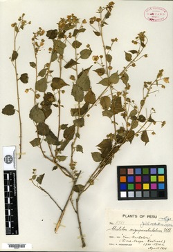 Abutilon straminicarpum image