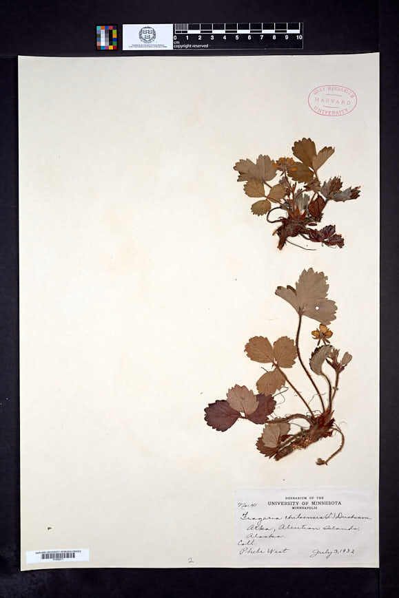 Fragaria chiloensis subsp. pacifica image