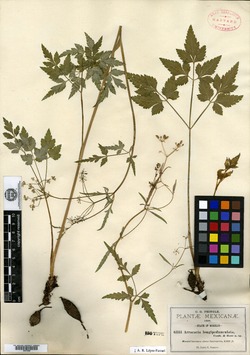 Arracacia longipedunculata image