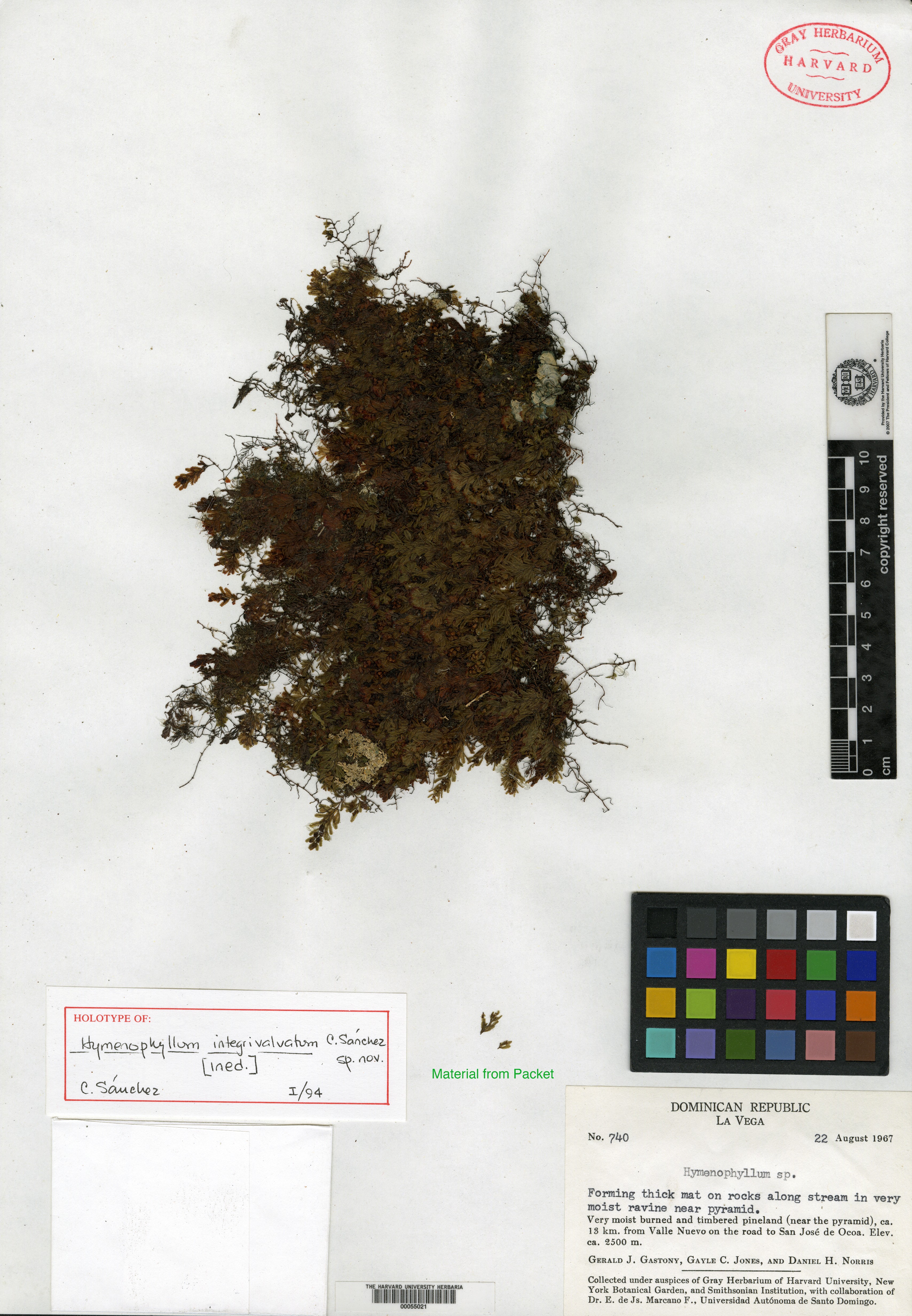 Hymenophyllum integrivalvatum image