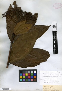 Psychotria corymbifera image