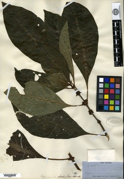 Hoffmannia apodantha image