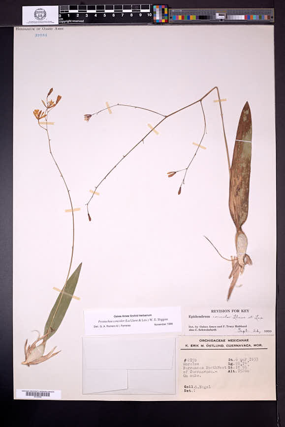 Prosthechea concolor image