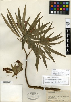 Codonopsis benthamii image