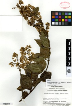 Mikania turbaricola image