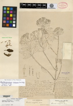Radlkoferotoma cistifolium image