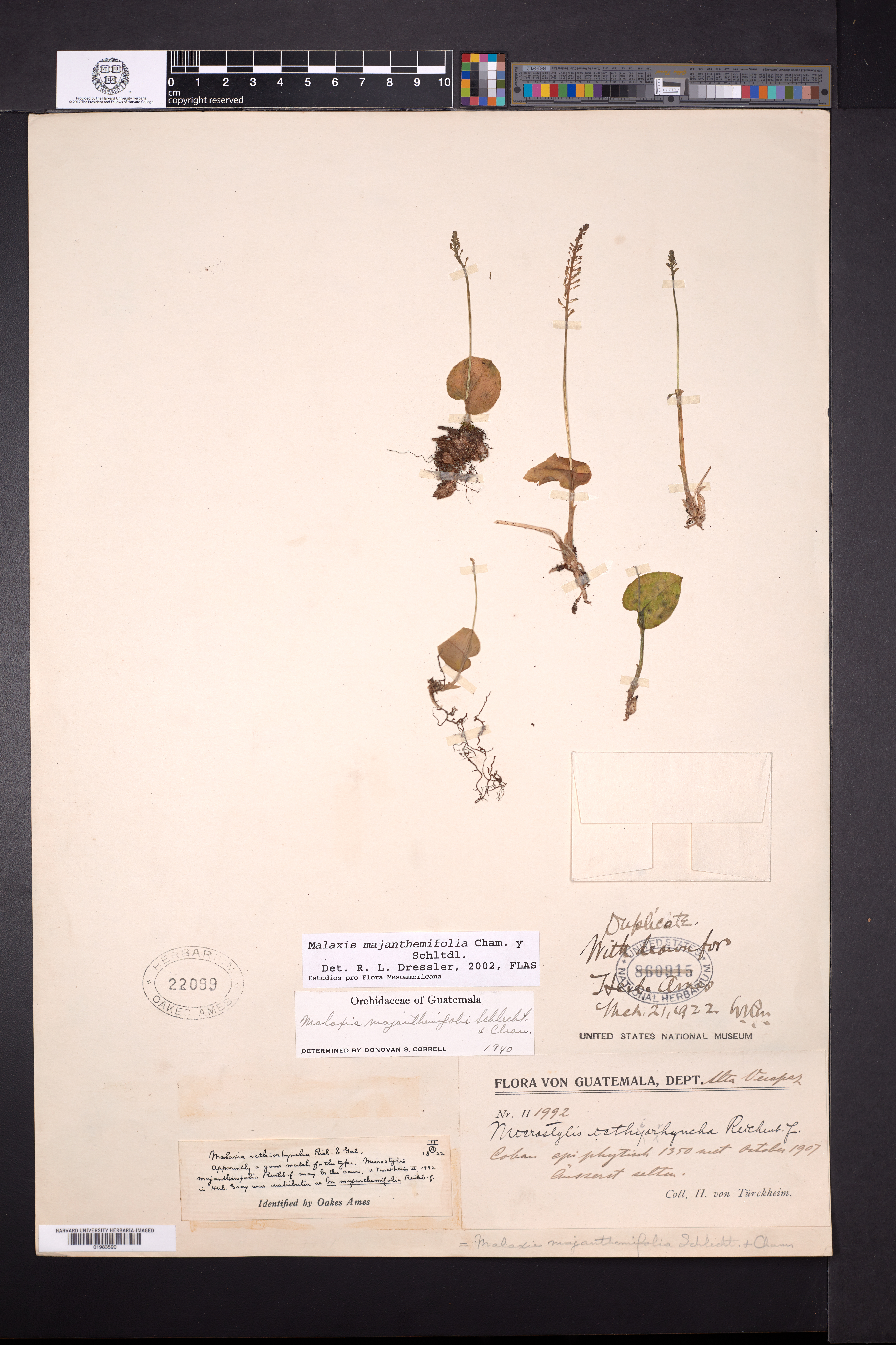 Malaxis majanthemifolia image