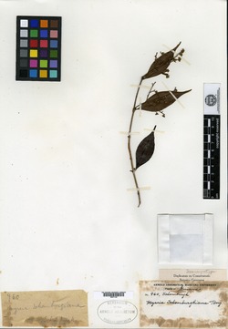 Myrcianthes minimifolia image