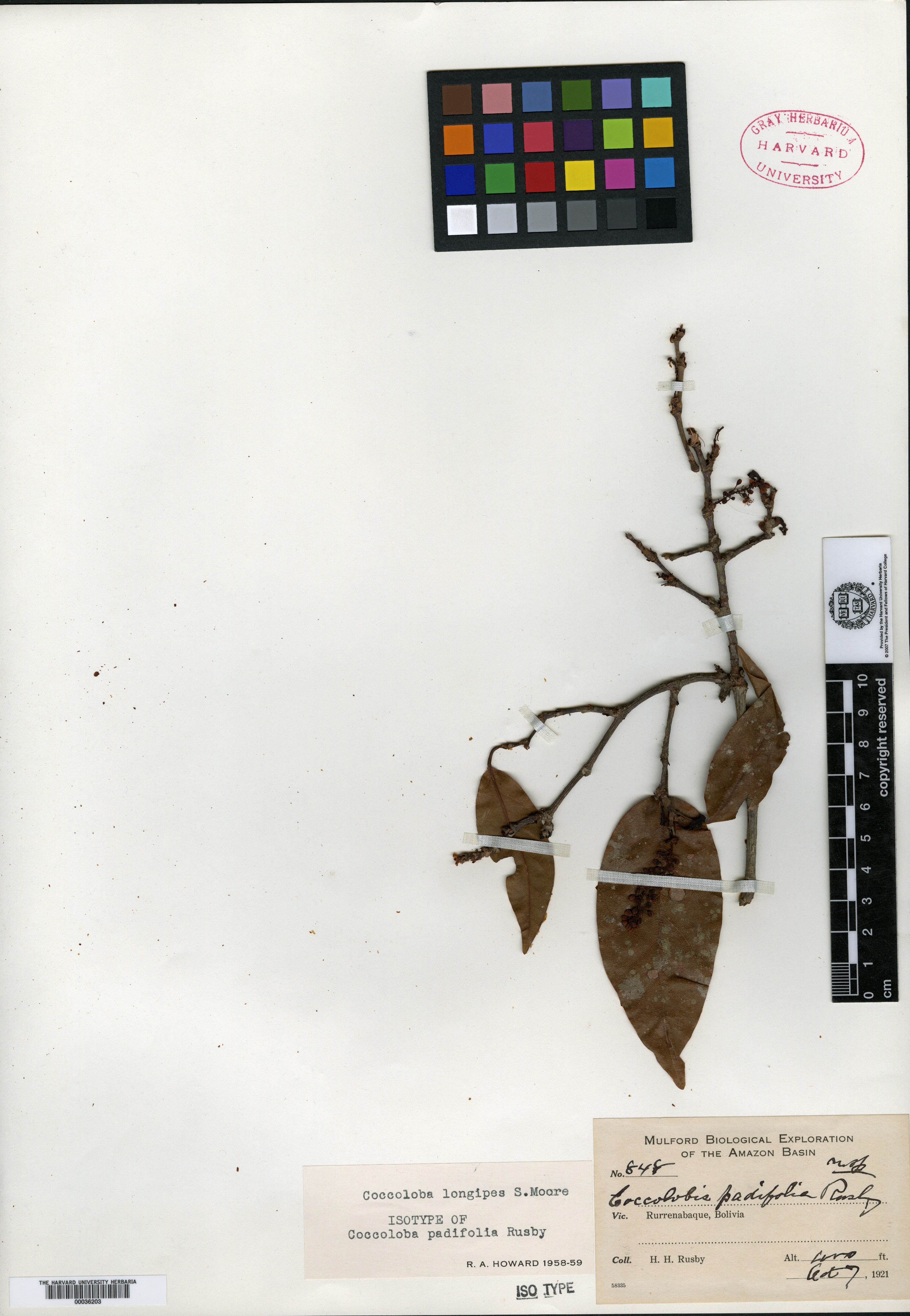 Coccoloba padifolia image