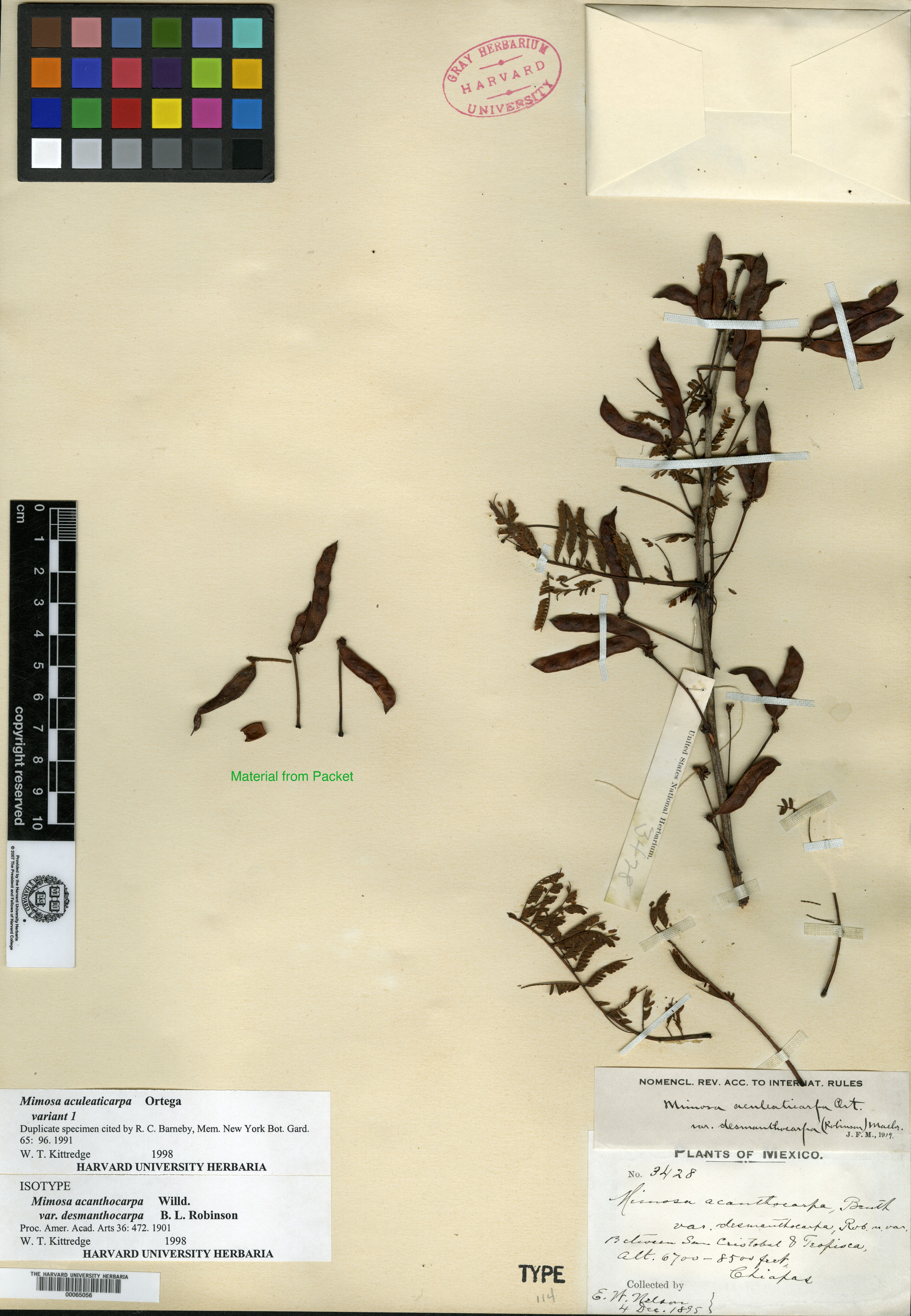 Mimosopsis desmanthocarpa image