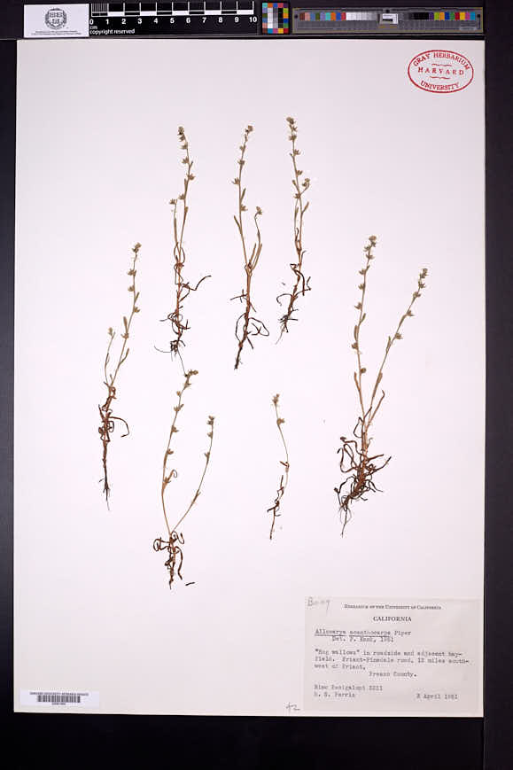 Plagiobothrys acanthocarpus image