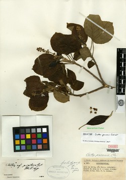 Croton pycnadenius image