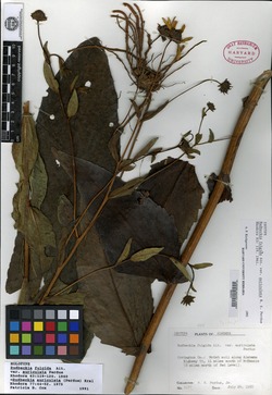 Rudbeckia fulgida var. auriculata image