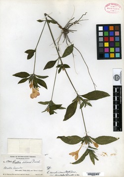Ruellia caroliniensis var. semicalva image