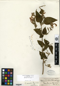 Salvia monochila image