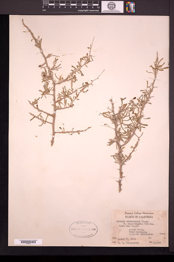 Lycium andersonii var. deserticola image