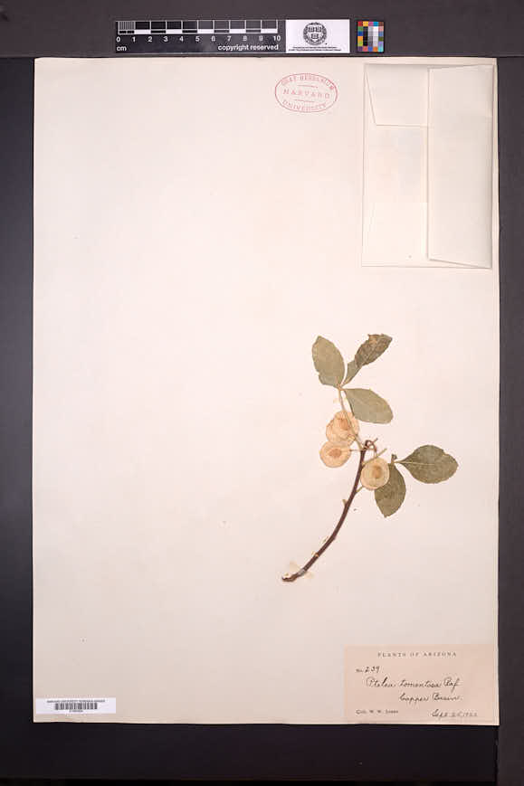 Ptelea trifoliata var. mollis image