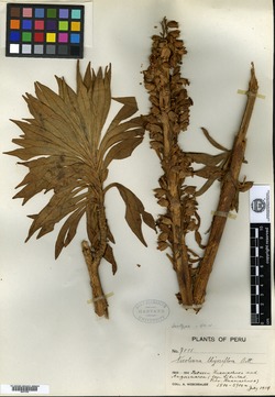 Nicotiana thyrsiflora image