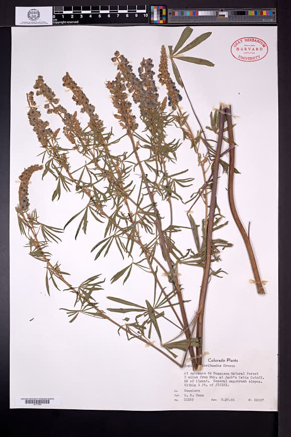 Lupinus parviflorus subsp. floribundus image