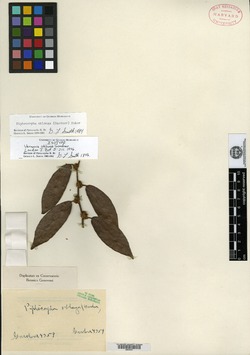Vernonia oblonga image
