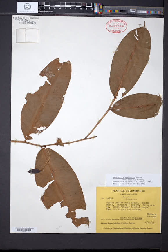 Heteropsis spruceana var. robusta image